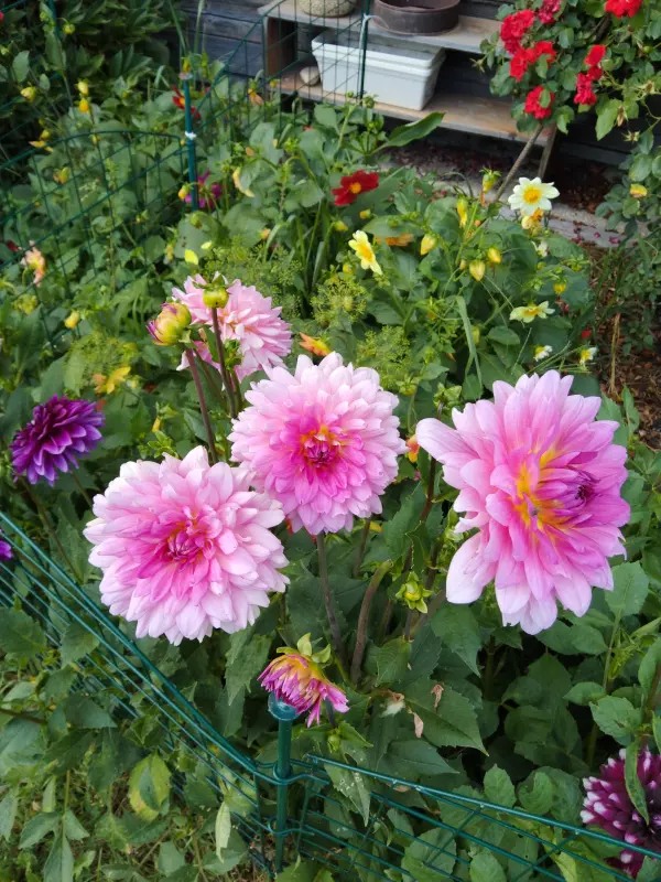 Чайная беседка