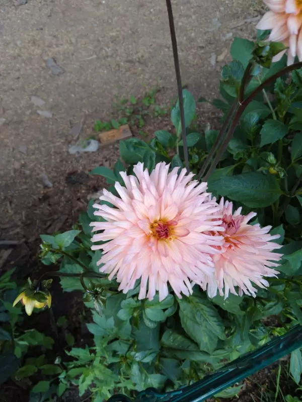 Чайная беседка