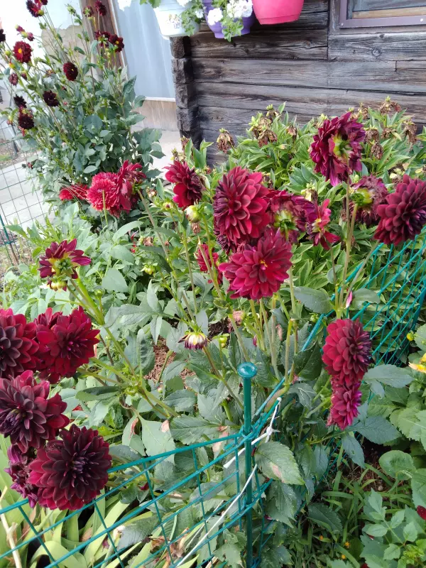 Чайная беседка