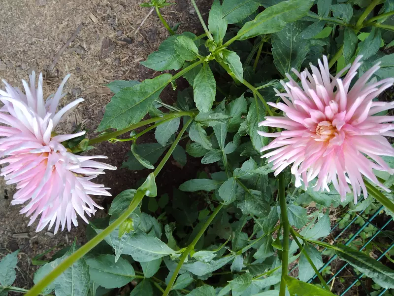 Чайная беседка