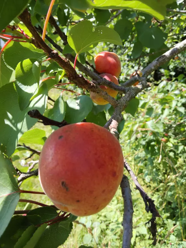 Чайная беседка