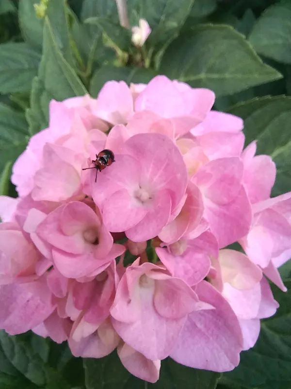 Чайная беседка