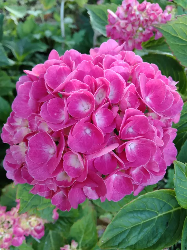 Чайная беседка