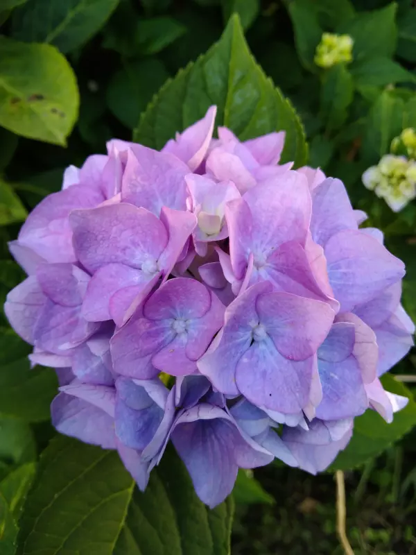 Чайная беседка