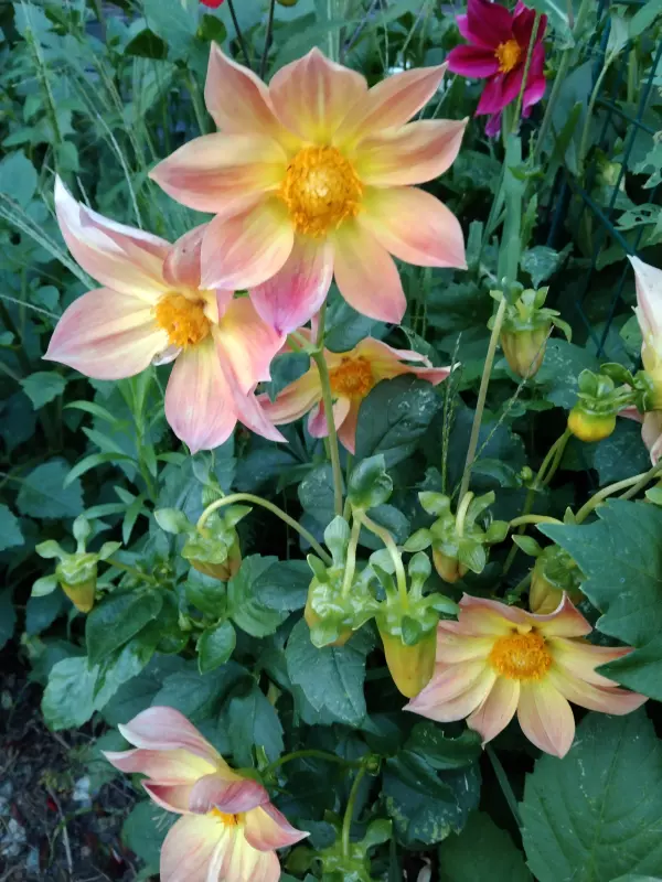 Чайная беседка