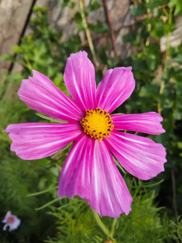 Чайная беседка