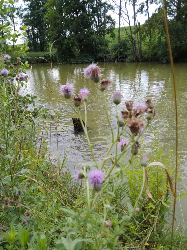 Чайная беседка