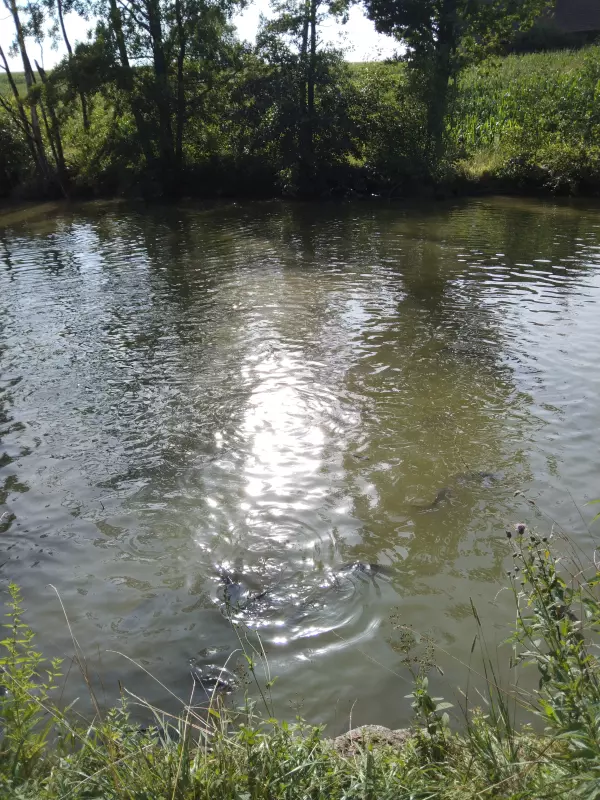 Чайная беседка