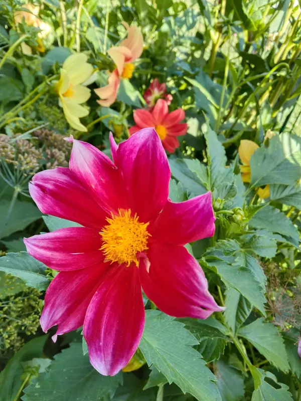 Чайная беседка