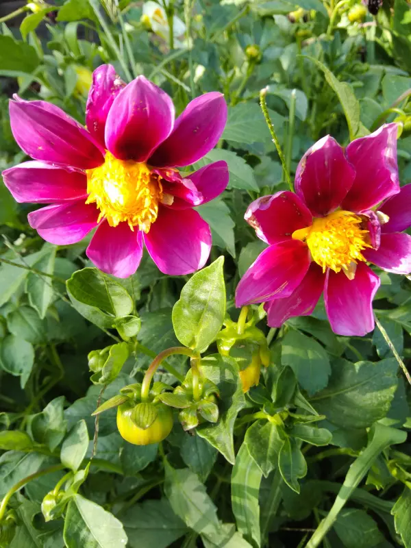 Чайная беседка