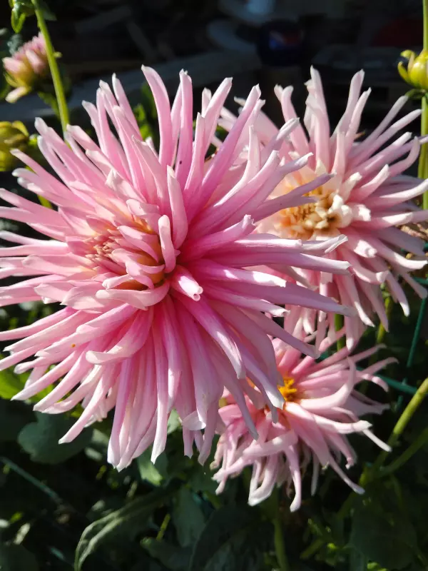 Чайная беседка