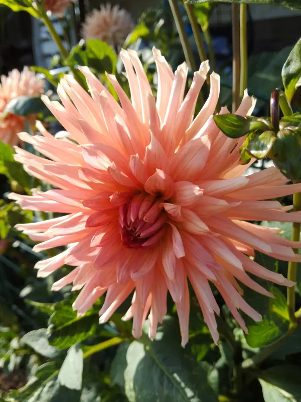 Чайная беседка