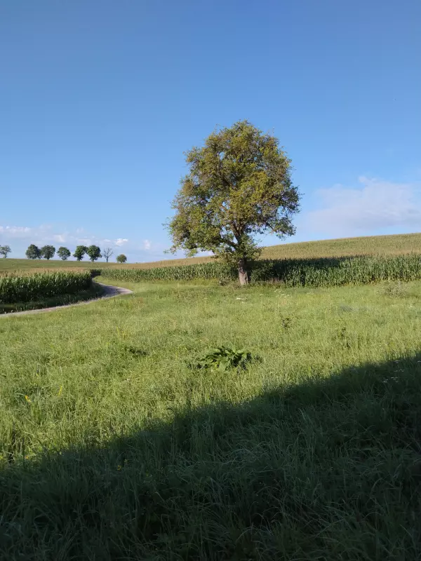 Чайная беседка