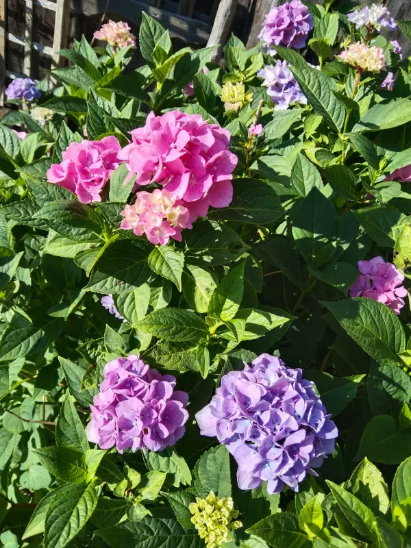 Чайная беседка