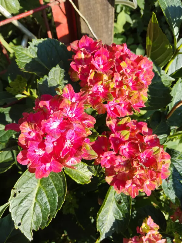 Чайная беседка