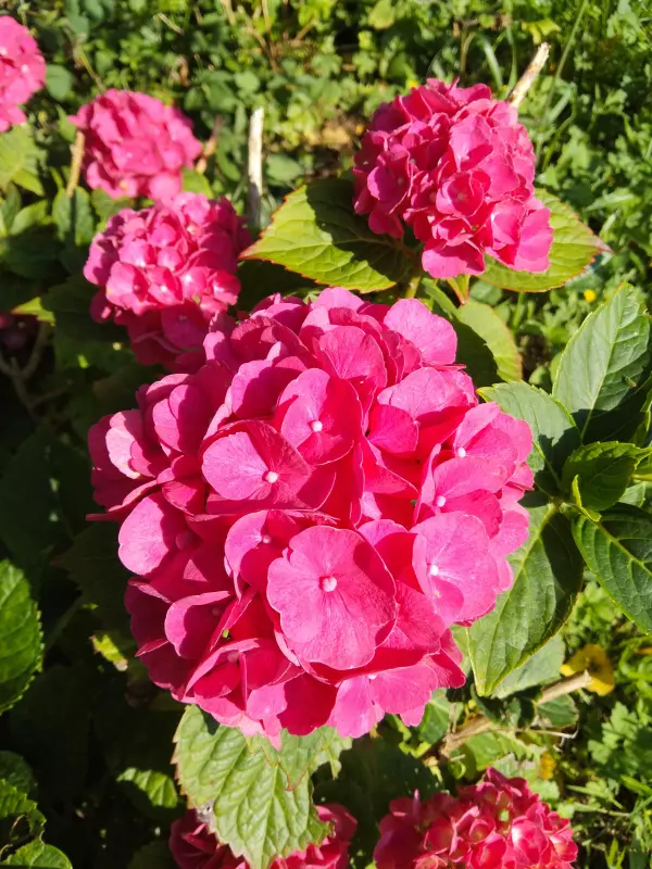 Чайная беседка