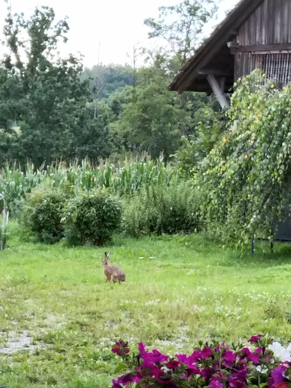 Чайная беседка