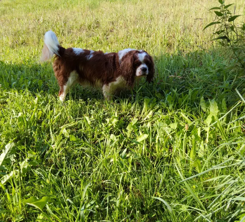 Чайная беседка