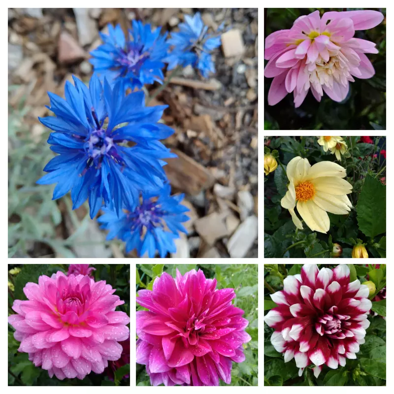 Чайная беседка