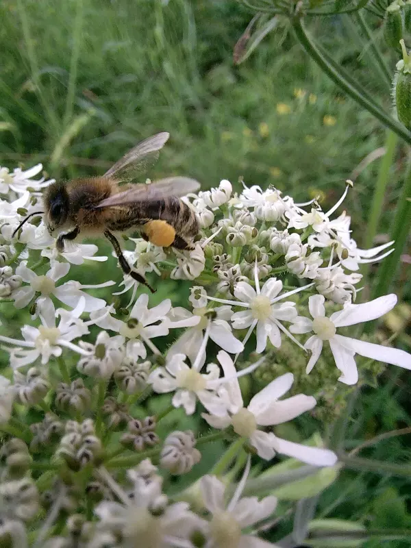 Чайная беседка