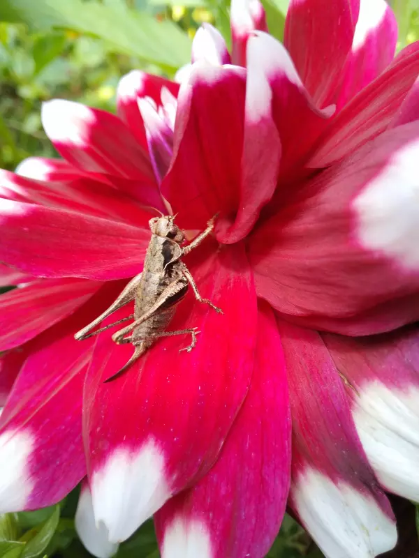 Чайная беседка