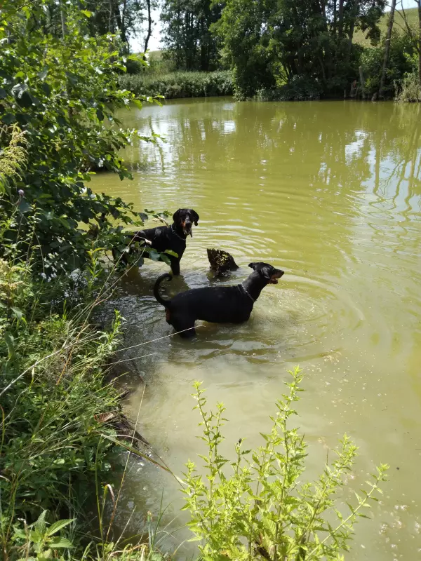 Чайная беседка