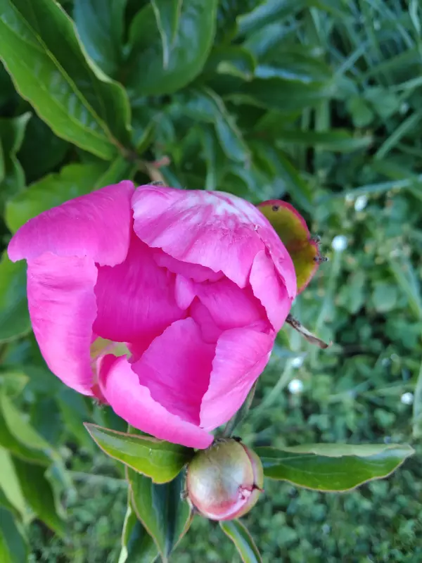 Чайная беседка