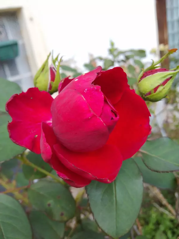 Чайная беседка