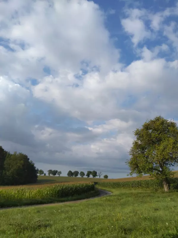 Чайная беседка