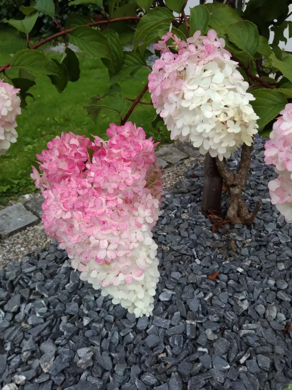 Чайная беседка