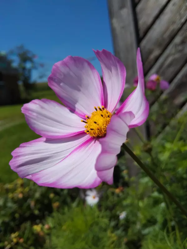 Чайная беседка