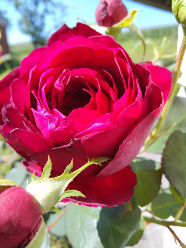 Чайная беседка