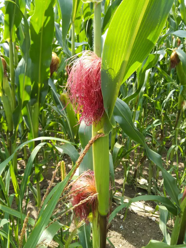 Чайная беседка