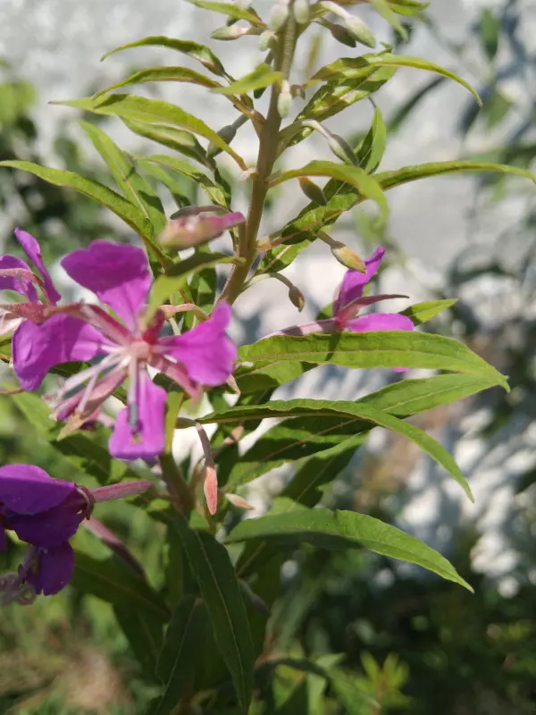 Чайная беседка