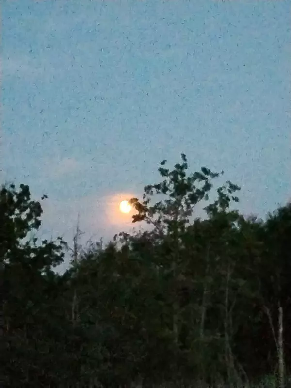 Чайная беседка