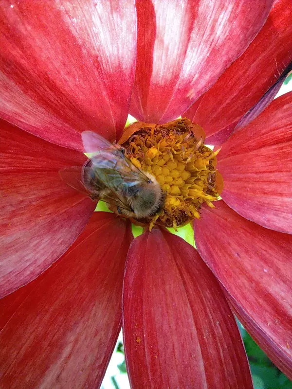 Чайная беседка