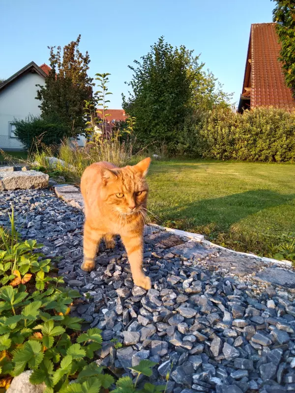 Чайная беседка