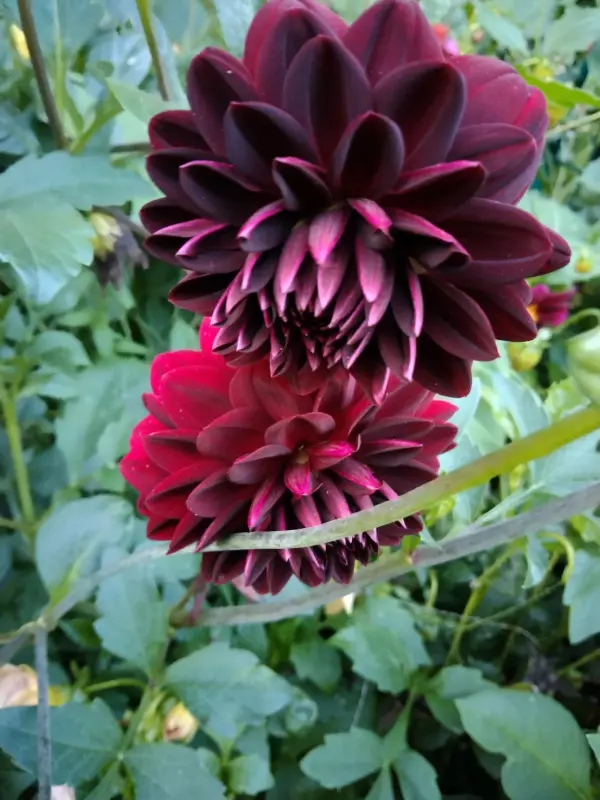 Чайная беседка