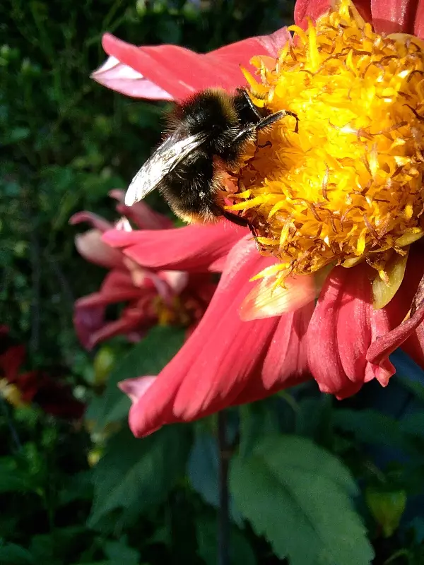 Чайная беседка