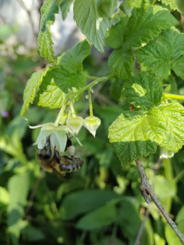 Чайная беседка