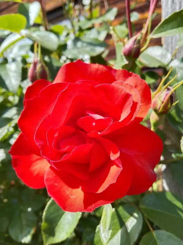 Чайная беседка