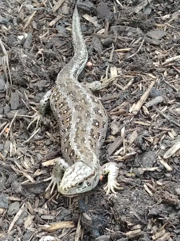 Чайная беседка