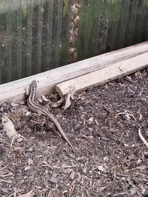 Чайная беседка