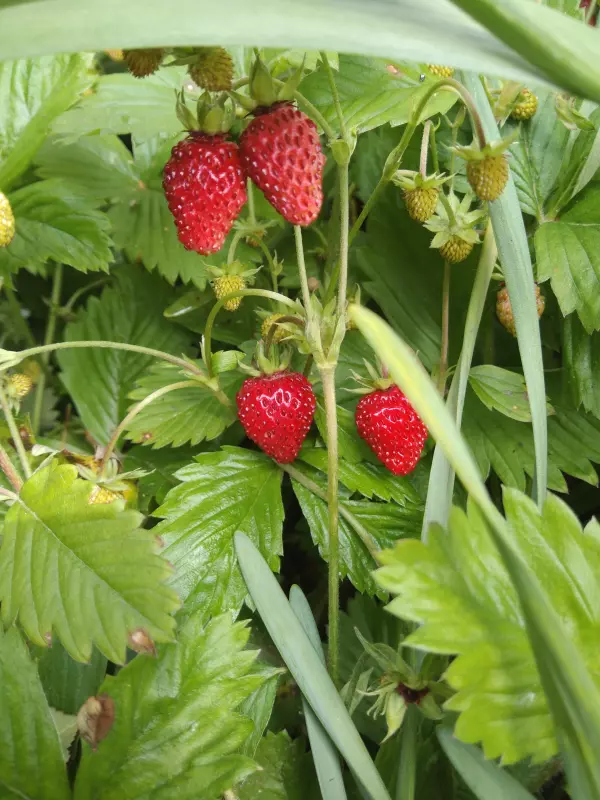 Чайная беседка