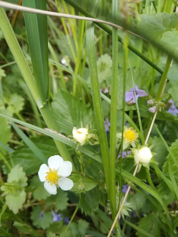 Чайная беседка