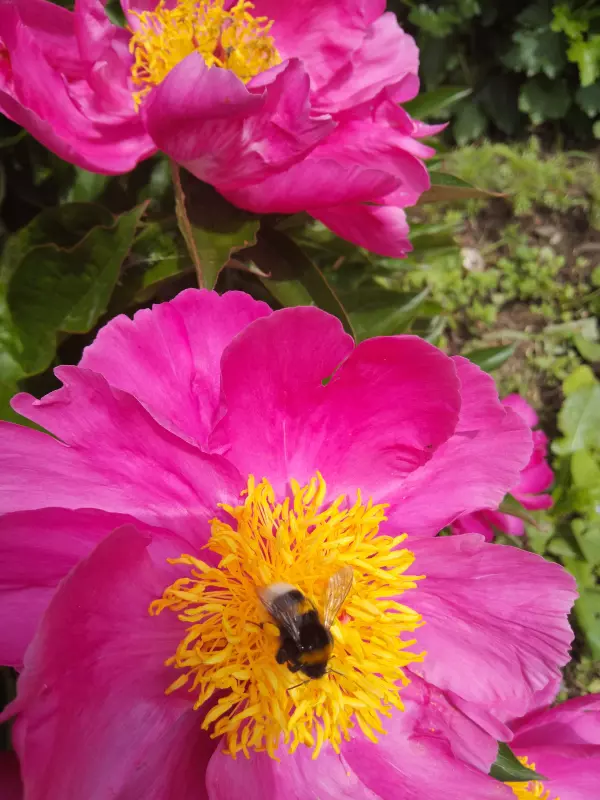 Чайная беседка