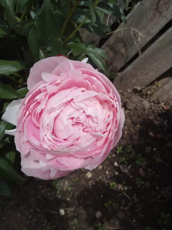 Чайная беседка