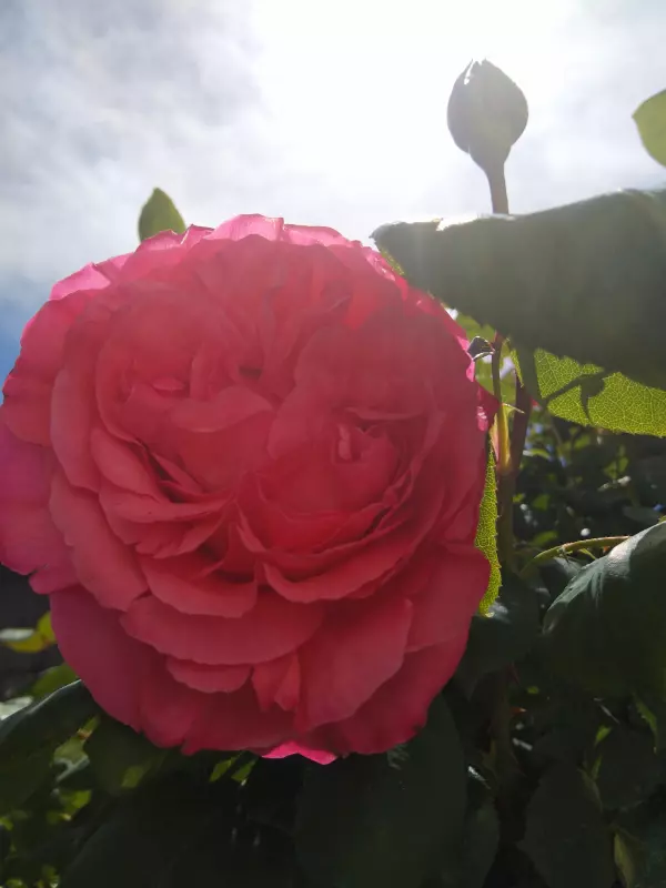 Чайная беседка