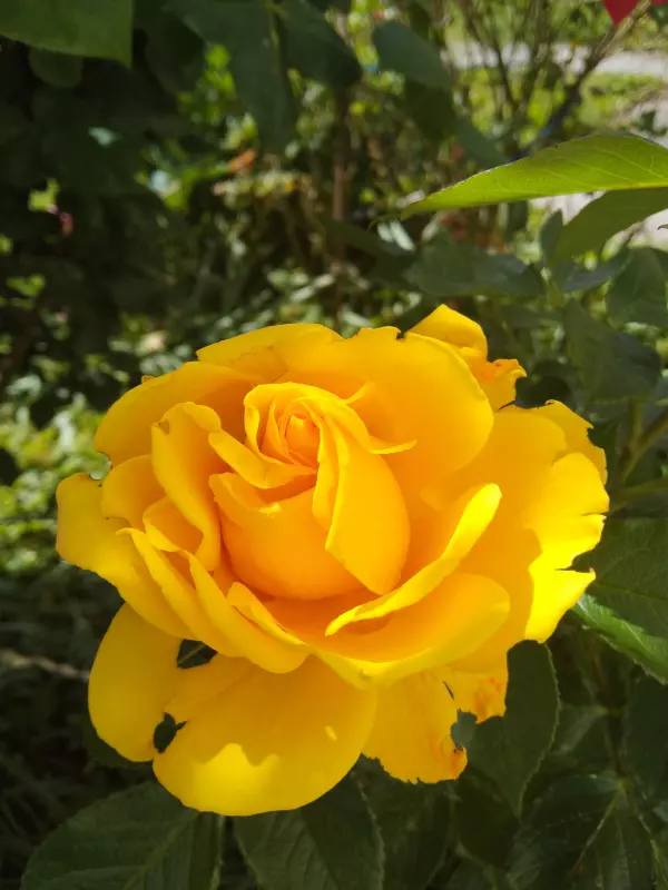 Чайная беседка