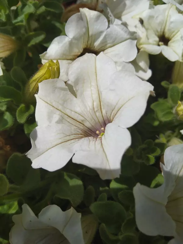 Чайная беседка